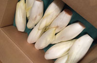 長ネギ